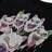 RIPNDIP